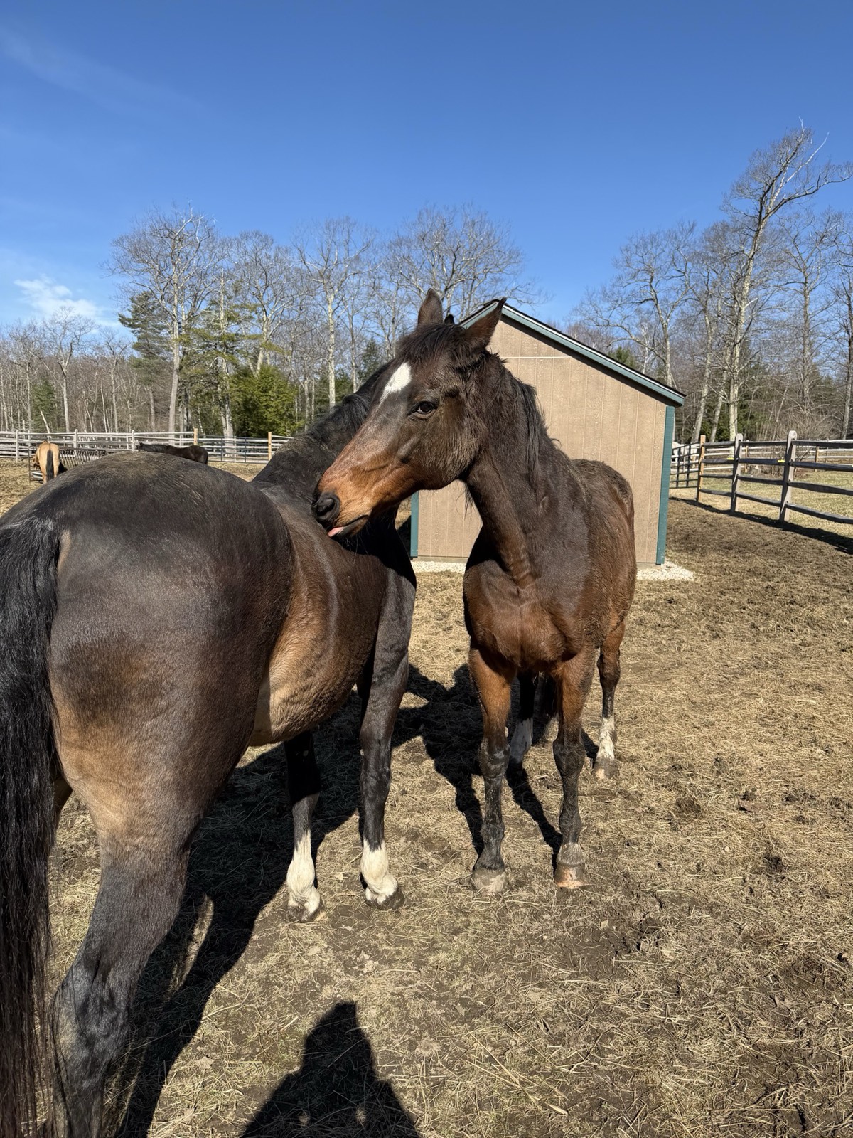 Horses Saying Hi